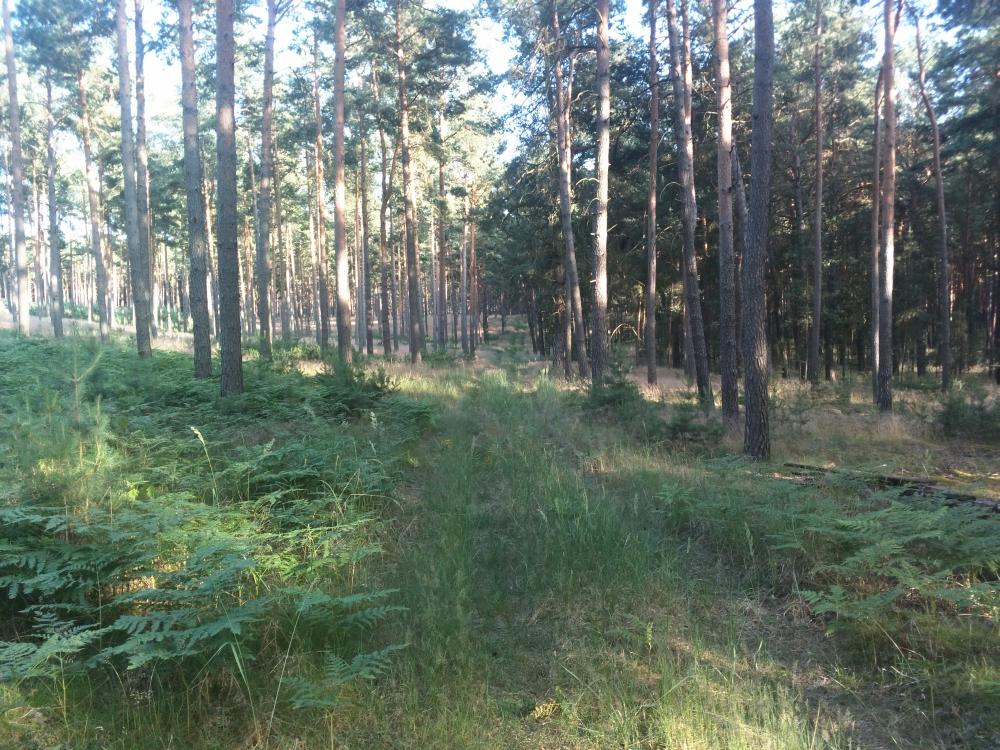 Wald bei Dobbrikow