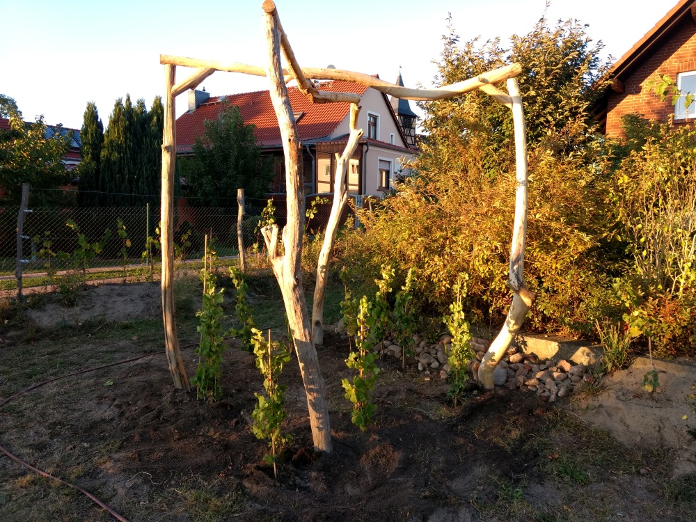 Pergola mit Gutedel